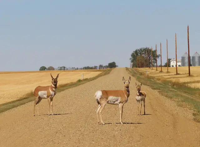 Pronghorn family on a gravel road
